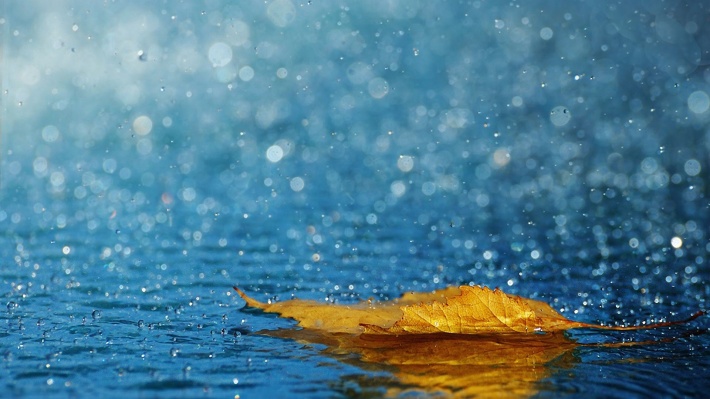 bigpreview_Leaf, Autumn, Rain